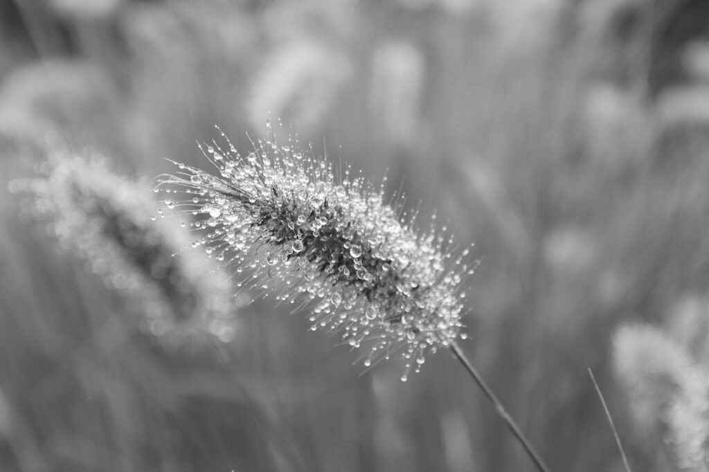 クレジットカードとau経済圏の合わせ方はどのようにすればいいのか？