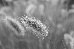 クレジットカードとau経済圏の合わせ方はどのようにすればいいのか？