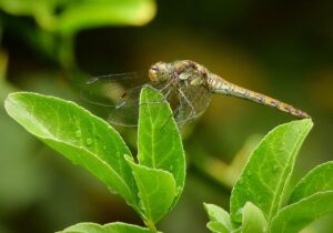 リボ払いの限度額を徹底解説！賢い利用法とは？