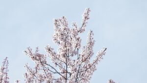 楽天カードを即日受け取るための手続き方法は？