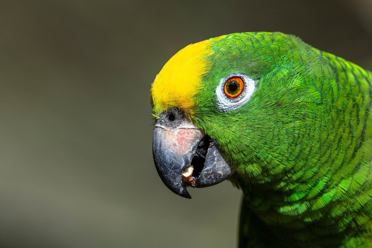 クレジットカードのAmazon還元で最強なのはどれ？